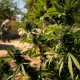 Afghan: the legendary cannabis strain