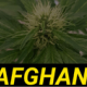Afghan varieties of marijuana