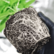 Benefits of cannabis root
