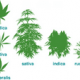 Cannabis varieties