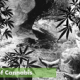 Why do not germinate today's cannabis
