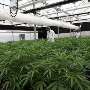 Израиль будет выращивать марихуану в промышленных масштабах>