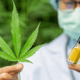 Cannabis Suppresses Pain in Sickle Cell Anemia
