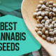 The Best Marijuana Seed Banks in the World