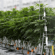 Legal marijuana will be harvested by robots