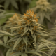 High yield Autoflowering Cannabis strain Auto Big Bang