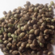 Cannabis seeds from Thailand