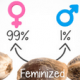 Не феминизированные семена конопли 