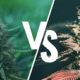 Why choose autoflowering cannabis strains