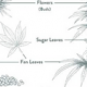 Растения каннабиса – из чего они состоят