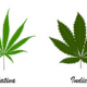Differences between indica and sativa
