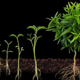 Secrets to Boosting Cannabis Yields