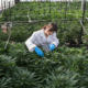 Cannabis seeds in Israel - Decriminalization of cannabis