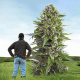 giant cannabis seeds