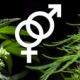 What are feminized seeds and how to grow them