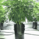 Marijuana varieties for hydroponics