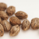 Interesting Facts About Feminized Cannabis Seeds