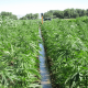 How industrial hemp is grown