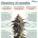 What are the benefits of cannabis terpenes?