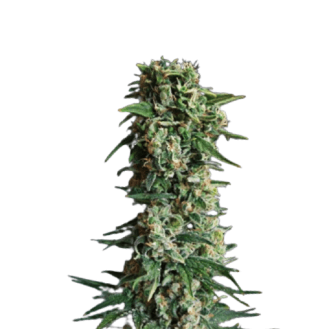 Семена каннабиса Ak 47 Feminized  