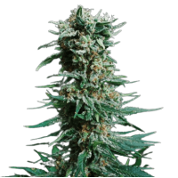 Amnesia Haze Fem