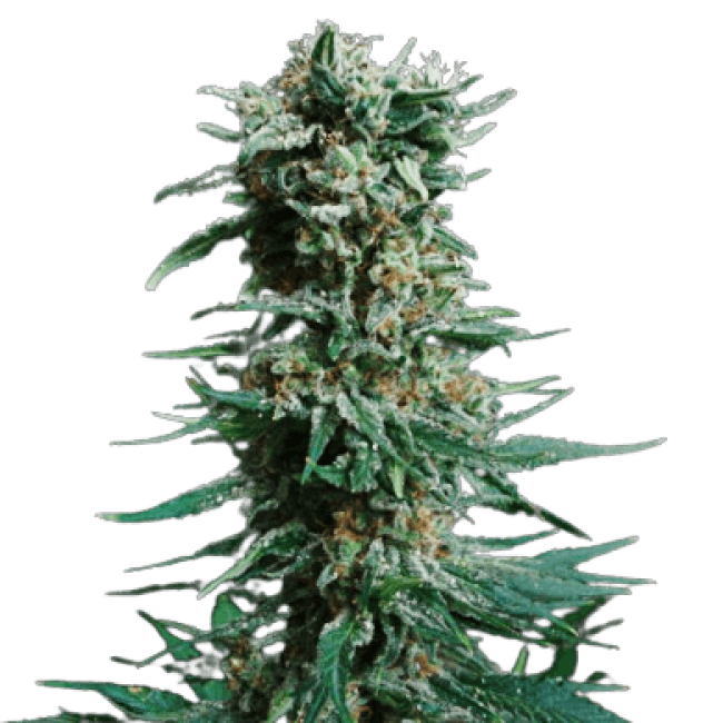 Сорт конопли Amnesia Haze Fem
