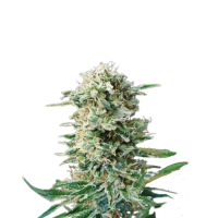 Big Dutch Bud Feminised