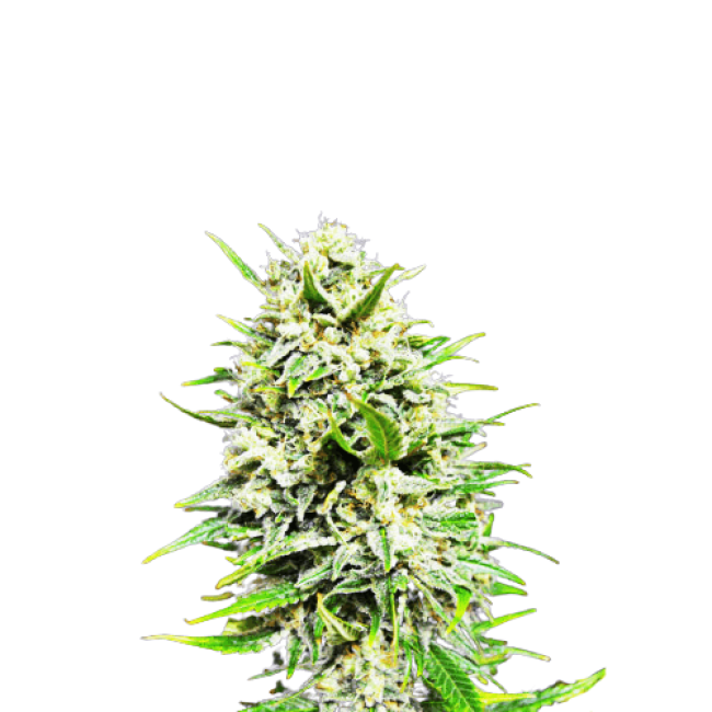 Семена конопли Auto Big Skunk Feminised Семена конопли Auto Big Skunk Feminised