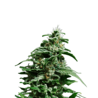 Black Widow Fem