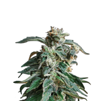 Blue Afghan Kush Fem