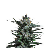 Blueberry Auto Fem