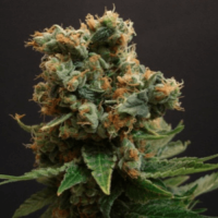 Skunk Amsterdam Fem