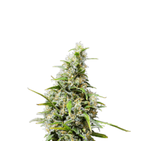 Auto Nother Light Fem