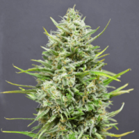 Snow Star Auto Feminised