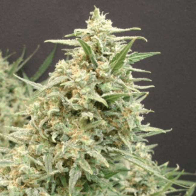 Семена конопли Snow White Amsterdam Fem Семена конопли Snow White Amsterdam Fem