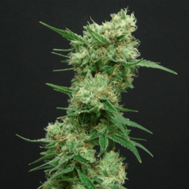 Семена конопли White Widow Feminised - Фемки Семена конопли White Widow Feminised - Фемки