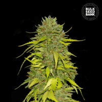 AK feminized