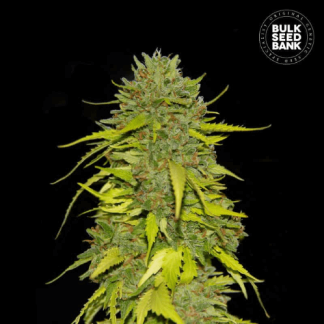 Эффект и вкус Afghan Kush, Особенности сорта, Происхождение и применение в медицине Эффект и вкус Afghan Kush, Особенности сорта, Происхождение и применение в медицине