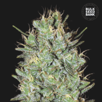 Amnesia Haze feminized