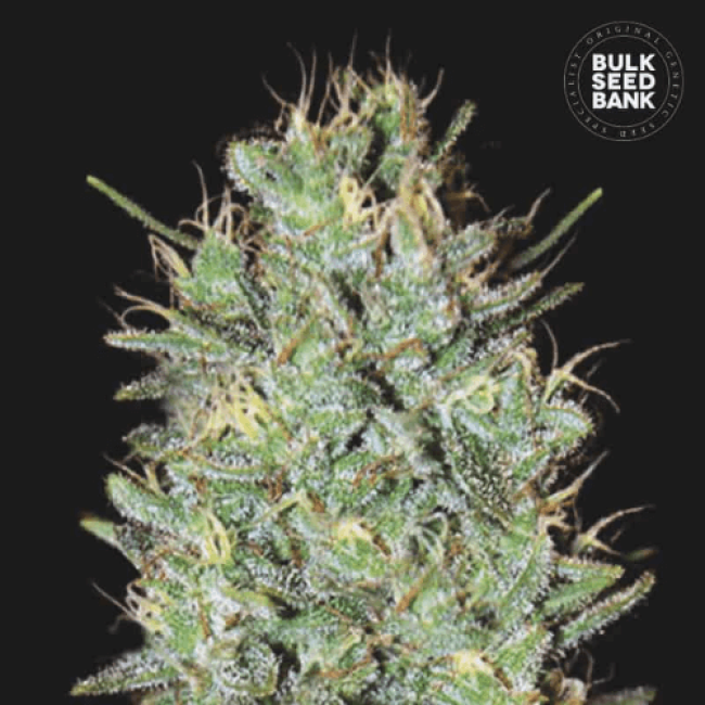 Семена конопли Amnesia Haze feminized от BulkSeedBank: описание, особенности и характеристики Семена конопли Amnesia Haze feminized от BulkSeedBank: описание, особенности и характеристики