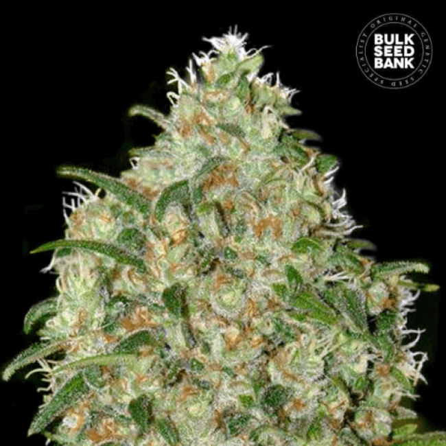 Amnesia Platinum feminized