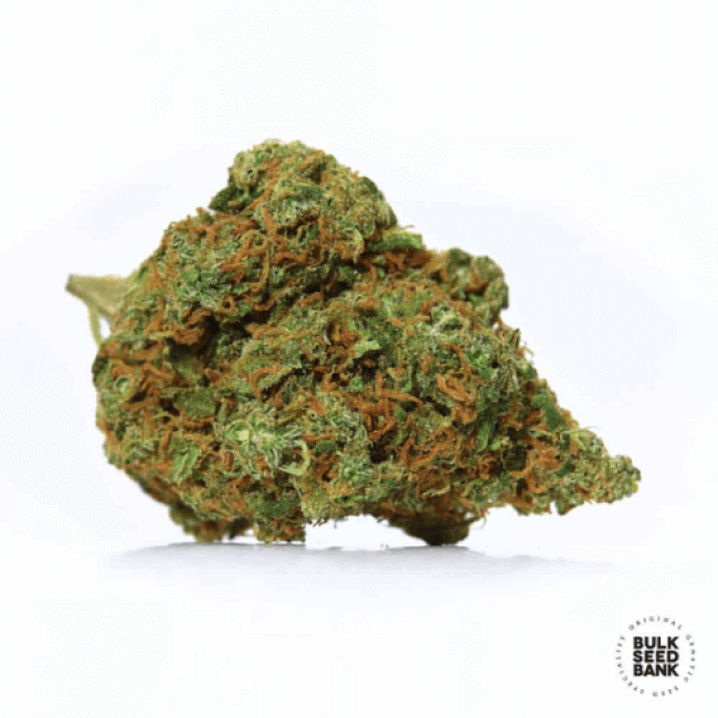 Amnesia Platinum feminized