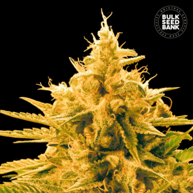 Насіння коноплі Ananas Funk feminized BulkSeedBank
