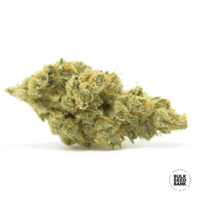 Насіння коноплі Ananas Funk feminized BulkSeedBank