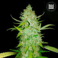 Auto AK feminized