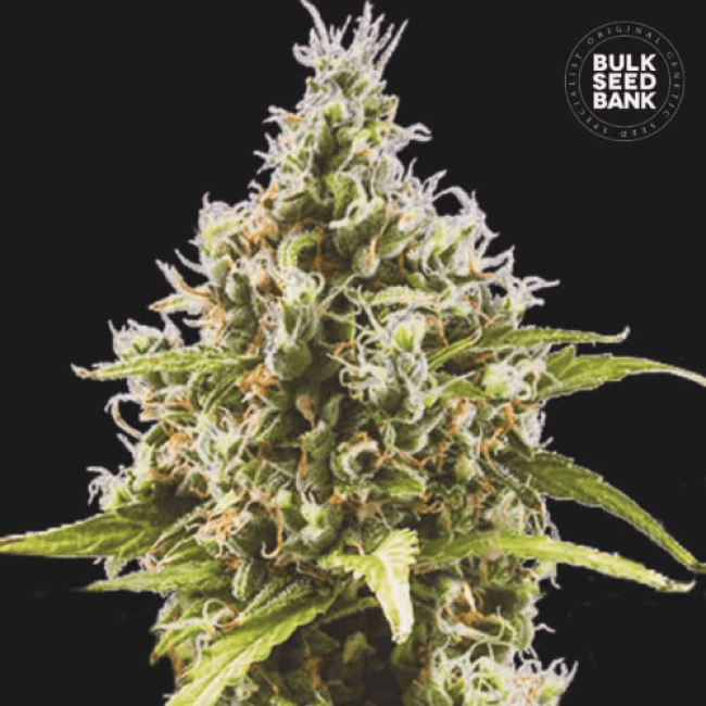 Auto Amnesia Haze Feminized - потрясающий сорт конопли от BulkSeedBank Auto Amnesia Haze Feminized - потрясающий сорт конопли от BulkSeedBank