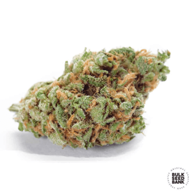 Auto Amnesia Haze Feminized - потрясающий сорт конопли от BulkSeedBank