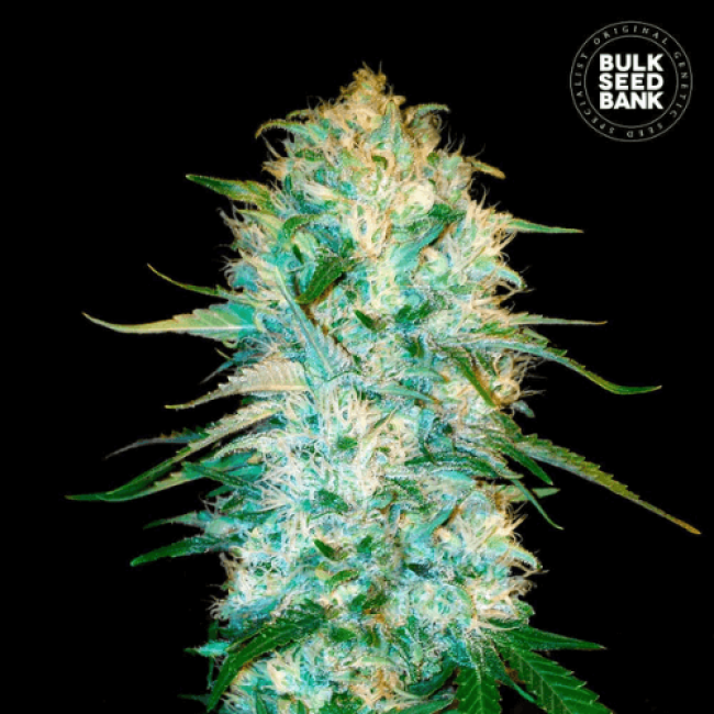 Насіння коноплі Auto Amnesia Platinum feminized Насіння коноплі Auto Amnesia Platinum feminized
