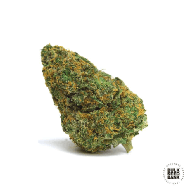 Насіння коноплі Auto Amnesia Platinum feminized