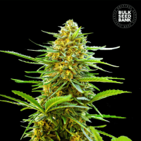 Насіння коноплі Auto Banana Monkey feminized